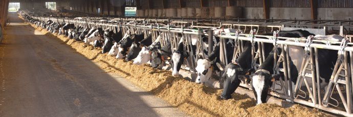 vaches laitières maïs