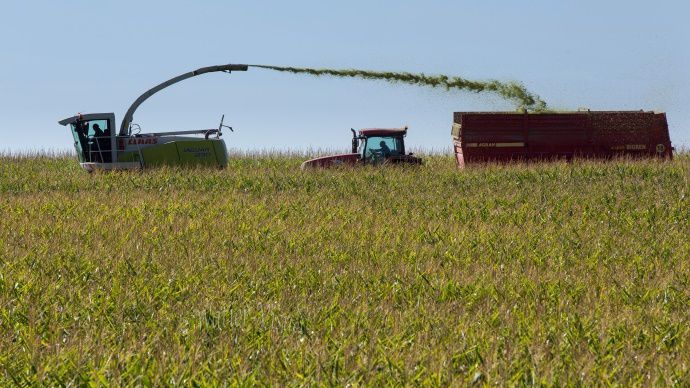 ensilage de maïs