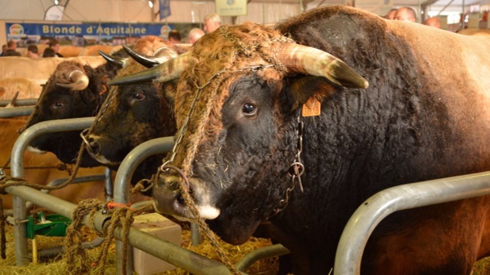 La filière viande mise sur Cournon pour reconquérir les marchés internationaux