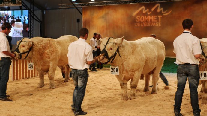 Concours charolais Sommet de l'élevage