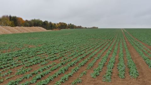 Le contrôle des pucerons verts de plus en plus délicat Le contrôle des pucerons verts de plus en plus délicat
