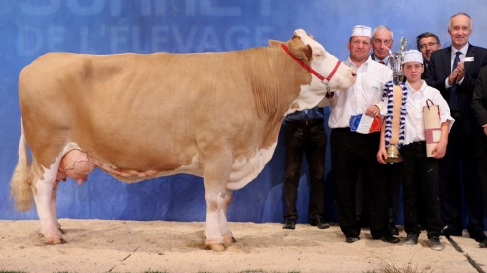 Claudie, au Gaec Giroux, indétrônable au national Simmental