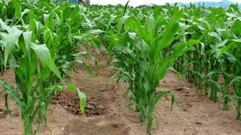 « Pas de modèle agro-écologique durable sans le recours aux biotechnologies »