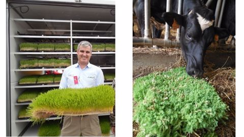 Greenergrass, de l’herbe verte qui pousse en six jours