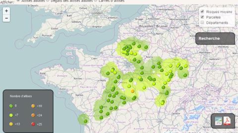 Bayer améliore son outil participatif de détection des altises et charançons