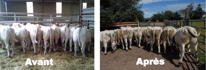 Lot de génisses nourries en ration complète au mash fibreux Lagrost Aliments