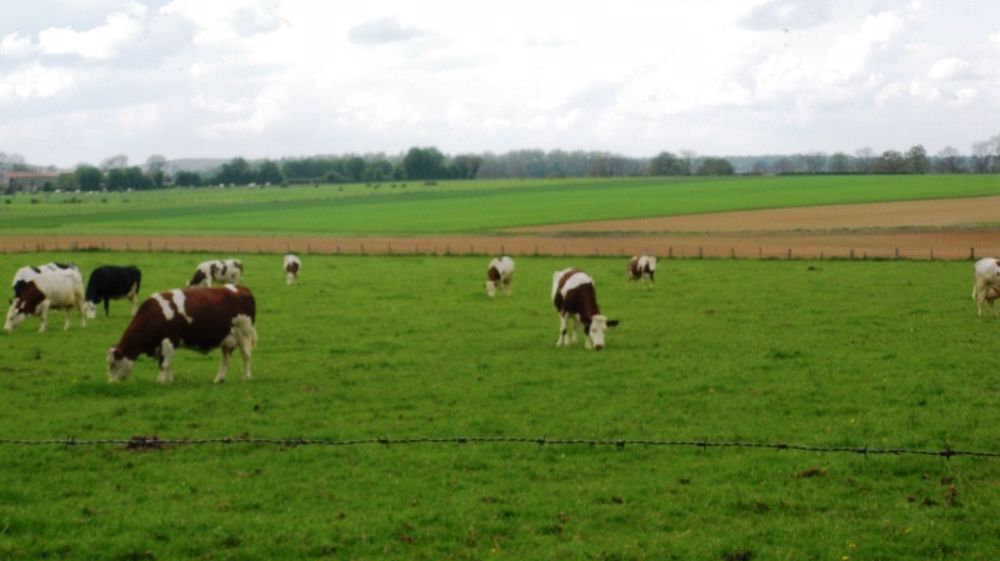 Les effectifs de vaches laitières en hausse de 2 %