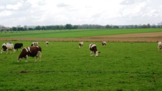 Les effectifs de vaches laitières en hausse de 2 % Les effectifs de vaches laitières en hausse de 2 %