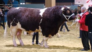 La race du Maine-et-Loire fait son premier concours national dans l’Est La race du Maine-et-Loire fait son premier concours national dans l’Est