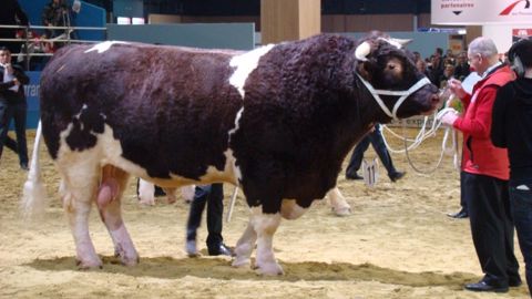 La race du Maine-et-Loire fait son premier concours national dans l’Est