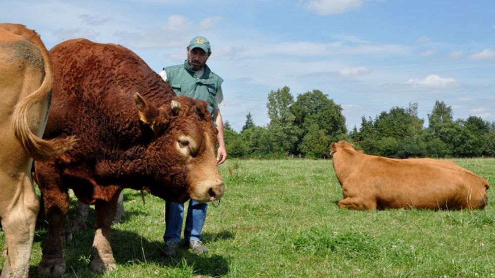 La race limousine et le Crédit Agricole créent le premier « prêt génétique »