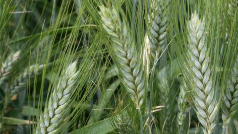 Le prix du blé dur dopé par la rareté de l’offre