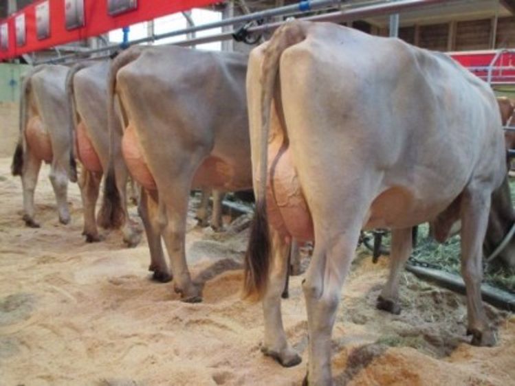 Blooming et Nescardo font une bonne impression