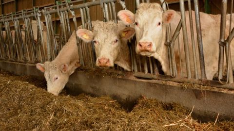 Distribuer une double ration d'ensilage tous les deux ou trois jours semble sans risque pour les vaches allaitantes et les génisses. Mais mieux vaut éviter pour les jeunes bovins à l'engraissement en période estivale. (©Terre-net Média)