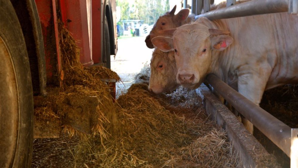 « Stéphane Le Foll mobilisé sur la situation de l’élevage bovin viande »
