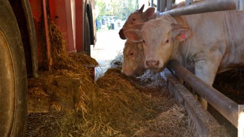 « Stéphane Le Foll mobilisé sur la situation de l’élevage bovin viande » « Stéphane Le Foll mobilisé sur la situation de l’élevage bovin viande »