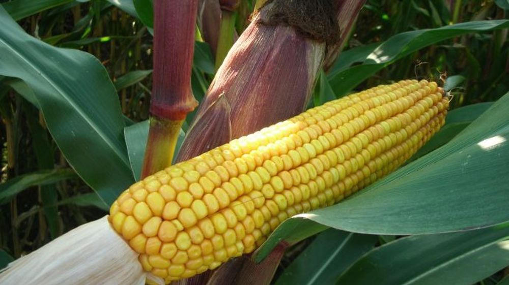 Sudor, destinée à l’ensilage, sur la ligne pour les prochains semis