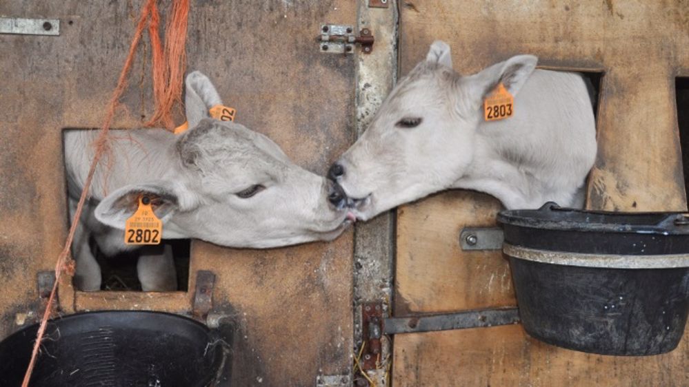 Lettre Nom De Vache En L Annee 15 Nom De Chien Nom De Chat Liste