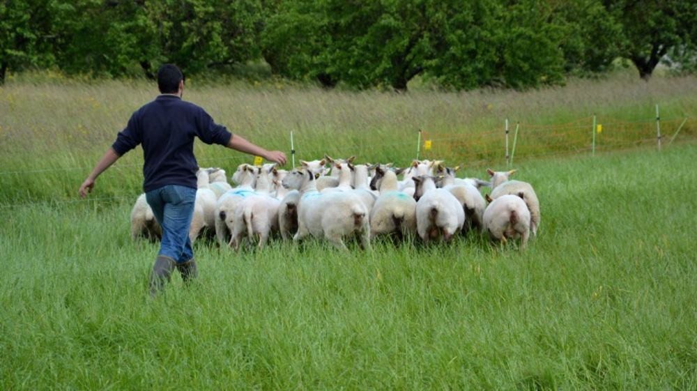 Oviplan, l’outil en ligne d’aide à la création d’un atelier ovin viande