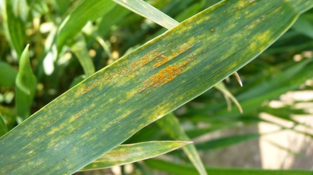 Quel que soit le climat de l’hiver, la rouille jaune apparaîtra en 2015, mais plus ou moins précocement. (©Terre-net Média)