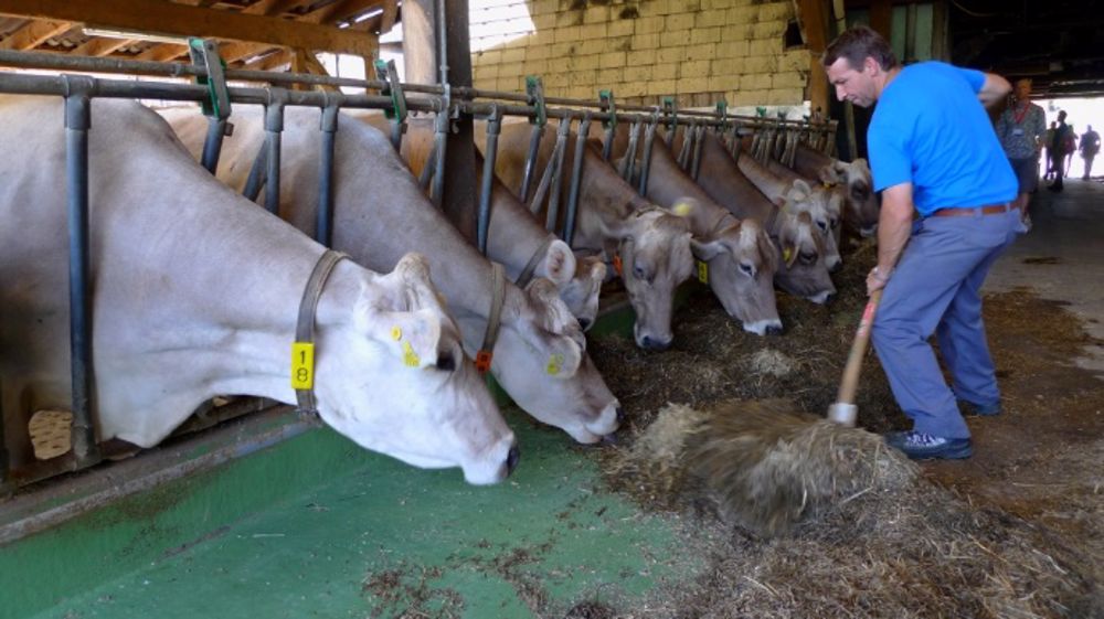 L'exploitation transforme le lait de ses 80 vaches brunes, 80 % en lait frais et 20 % en yaourts et fromages. (©Btpl/ Edf)