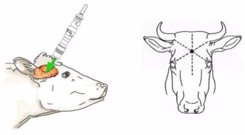 Un kit destiné aux éleveurs pour abréger les souffrances d’un animal