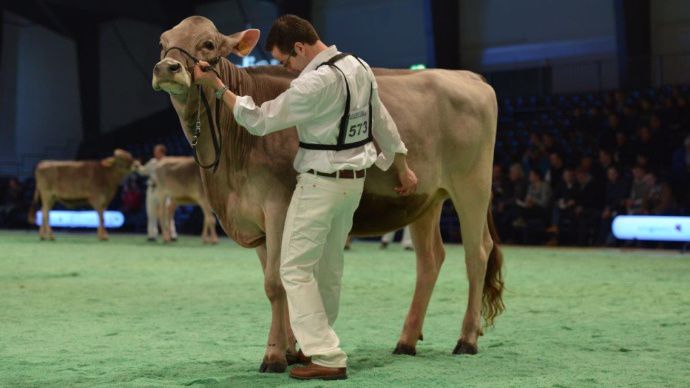 1. LBB IXIA (HUXOY x VASIR) à Scl LB Boisvallée, Saint Sigismond (France) 1. LBB IXIA (HUXOY x VASIR) à Scl LB Boisvallée, Saint Sigismond (France)