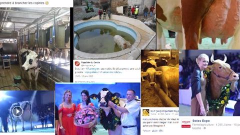 A la piscine, en concours, avec Charlie, à l'apéro... Des vaches partout ! A la piscine, en concours, avec Charlie, à l'apéro... Des vaches partout !