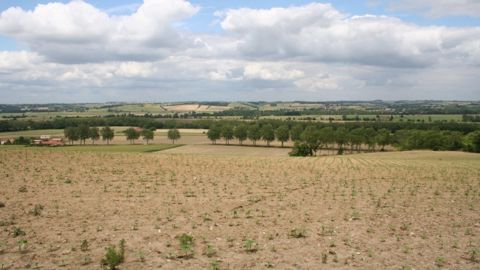 Agroforesterie : des obstacles juridiques à son développement