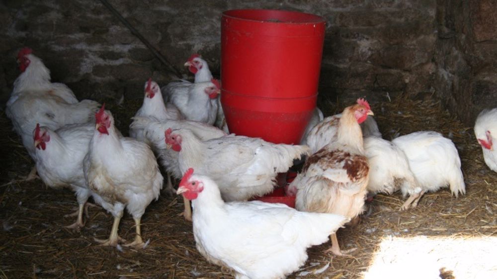 La Maec systèmes polyculture-élevage « monogastriques »