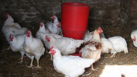 La Maec systèmes polyculture-élevage « monogastriques »