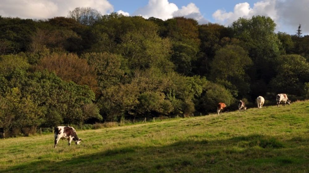 La Maec systèmes polyculture-élevage « herbivores »