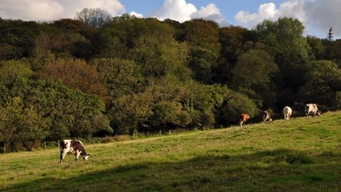 La Maec systèmes polyculture-élevage « herbivores » La Maec systèmes polyculture-élevage « herbivores »