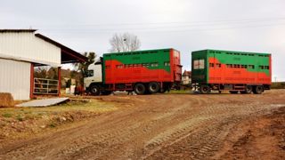 Les importations d'animaux français liées au développement de l’engraissement Les importations d'animaux français liées au développement de l’engraissement