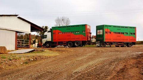 Les importations d'animaux français liées au développement de l’engraissement Les importations d'animaux français liées au développement de l’engraissement