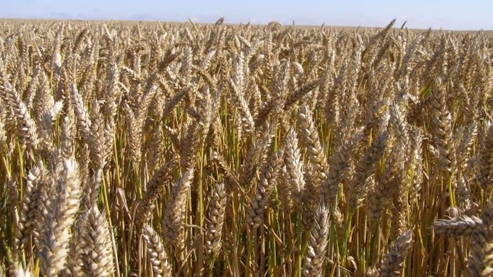 Le soja souffre d'exportations décevantes, maïs et blé se maintiennent