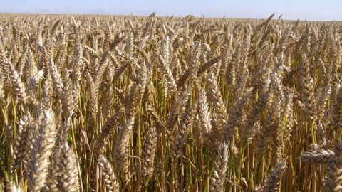 Le soja souffre d'exportations décevantes, maïs et blé se maintiennent