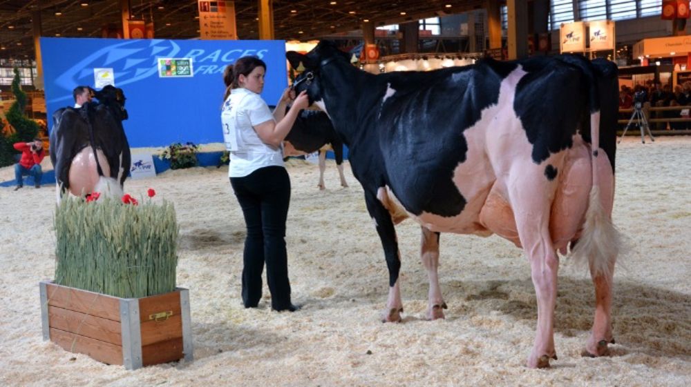 Tous les palmarès des concours bovins du Salon de l'agriculture