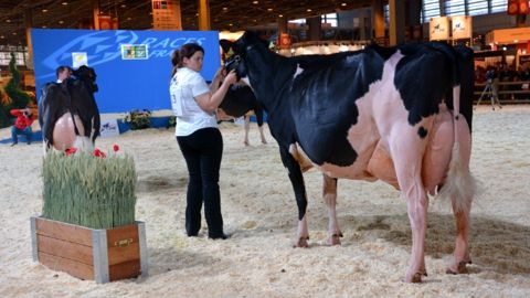 Tous les palmarès des concours bovins du Salon de l'agriculture