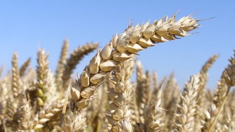 De bonnes conditions météo pèsent sur les prix agricoles
