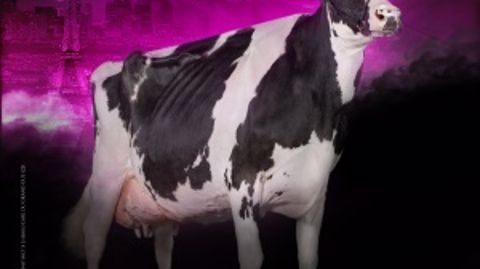 La liste des 144 Prim'holsteins sélectionnées pour Paris La liste des 144 Prim'holsteins sélectionnées pour Paris