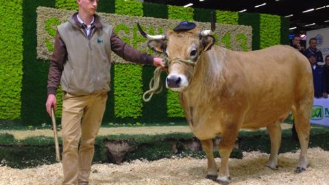Les palmarès des concours bovins du Sima
