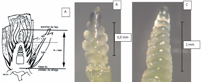 Figure 1 : Observation du stade épi 1 cm