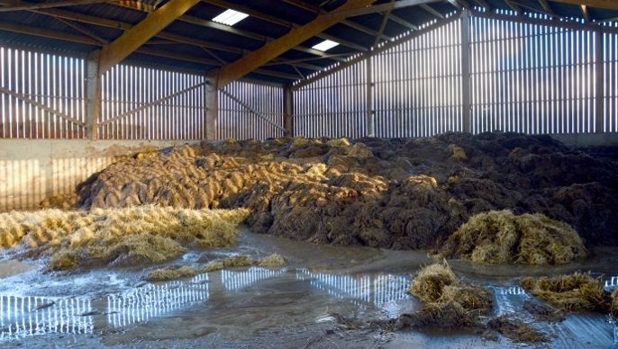 En bout de bâtiment la fumière couverte pourrait accueillir une vingtaine de logettes en plus.