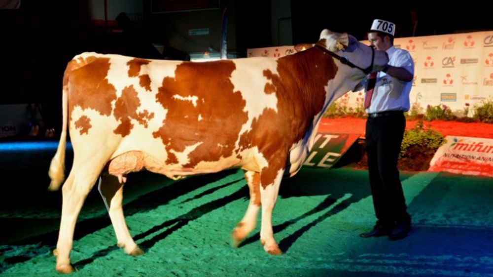 Les concours d'Eurogénétique seront retransmis en direct depuis le ring du centre des congrès d'Epinal.(©Terre-net Média)<span style="font-size: 14px; line-height: 1.5em; text-align: justify; color: #000000;"> 
