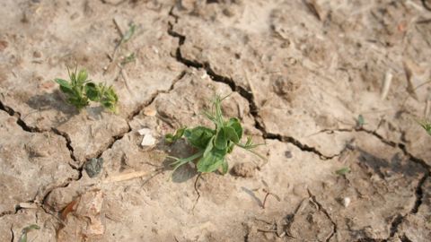 Pois de printemps, les clés d’une implantation réussie Pois de printemps, les clés d’une implantation réussie