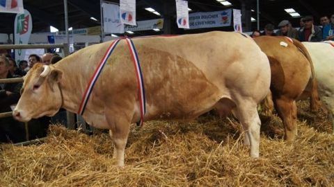 Retrouvez les <a target="_self" href="http://www.web-agri.fr/concours-d-animaux-de-boucherie/t203">palmarès des concours d'animaux de boucherie </a> (©Acti-Ouest) Retrouvez les <a target="_self" href="http://www.web-agri.fr/concours-d-animaux-de-boucherie/t203">palmarès des concours d'animaux de boucherie </a> (©Acti-Ouest)
