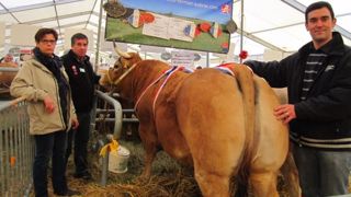 La race Aubrac à la fête des bœufs gras de Pâques de Laguiole La race Aubrac à la fête des bœufs gras de Pâques de Laguiole
