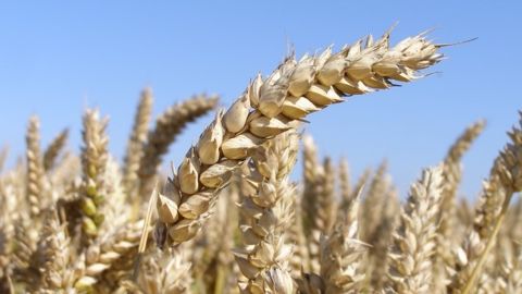 Le blé, le maïs et le soja bénéficient du reflux du dollar