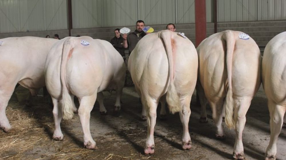 A Montluçon - Un jury rajeuni et des acheteurs au rendez-vous